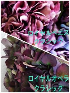 mom kazu様 あじさい ロイヤルオペラクラシック ロイヤルベニス
