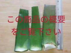 アロエベラ葉っぱ3枚+αのサムネイル