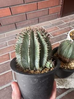 ユーフォルビア　ホリダ　白肌　鉢ごと発送のサムネイル