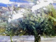 海ぶどう[100g]ウミブドウ 少量おまけ付のサムネイル