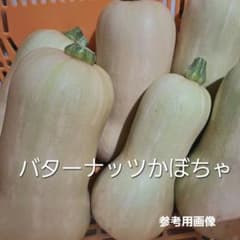ハロウィン バターナッツかぼちゃのサムネイル