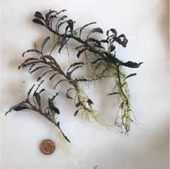 水草 ブセファランドラ クダガン 増量のサムネイル