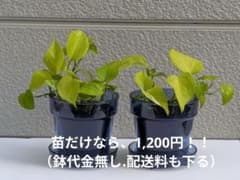 観葉植物 ポトス ライム 2鉢セットのサムネイル
