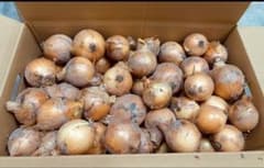期間限定 淡路島産　玉ねぎ　小玉20kg ターザン　農家直送　03のサムネイル