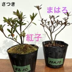 皐月さつき 盆栽素材【紅子 べにこ】BE10 【まはろ】MA10 セット