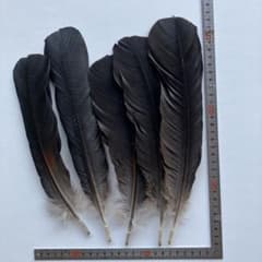 J-27】天然 鳥 羽・羽根 5枚☆消毒済☆ - メルカリ