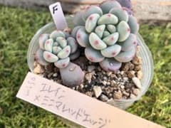 F ミソップさん エレイン×ミニマレッドエッジ 抜き苗 札なし 多肉植物