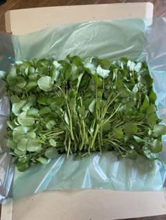 け様専用ページのサムネイル