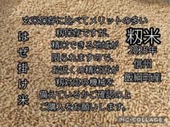 籾米10kg☆信州飯綱町 はぜ掛け米 備蓄向け 長期保存☆モチモチ艶々