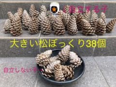 松ぼっくり38個のサムネイル