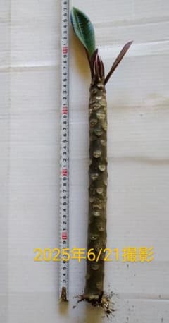 プルメリア苗木・約40cm ハワイアンイエロー(発根済)のサムネイル