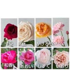バラ挿し穂／枝／和バラ／8品種 - メルカリ