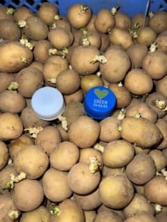 じゃがいも種芋小50個　ニシユタカ　御急ぎの方ココロコ様より早い発送のサムネイル