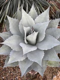 アガベ オバティフォリア フロスティブルー 大株 極上 - メルカリ