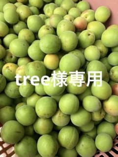 青梅 20キロ 無農薬 箱込み 訳ありのサムネイル