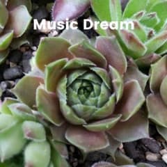 センペルビウム Music Dreamのサムネイル