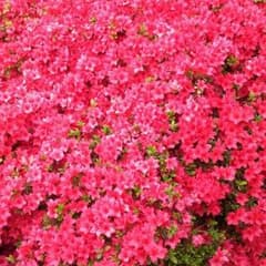 ～値下げ中～さん専用のサムネイル