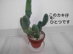 成程柱　珍宝閣　トリコケレウスのサムネイル