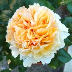 バラ苗挿し木苗 切花品種 - メルカリ