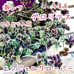 天使のドレス エンジェルクローバー GLORIOUS グロリアス 苗