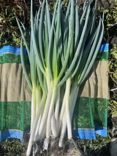 秋田県産！長ねぎA品5キロ 白ネギ ねぎのサムネイル