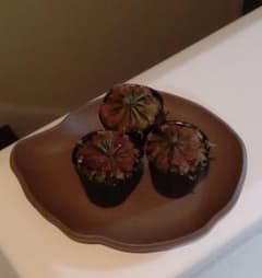 残りわずか 食虫植物 トウカイコモウセンゴケ 4センチポット(3株)のサムネイル