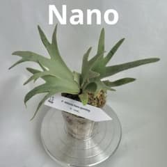 第四種郵便】P. Willinckii Nano (spore) 【38】 - メルカリ