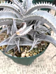 Dyckia marnier-lapostolleiマルニエルラポストレイのサムネイル