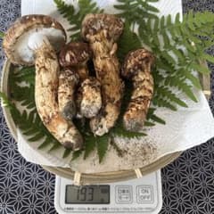 岩手県産 松茸 訳ありのサムネイル
