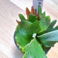 ビカクシダ P.willinckii nano spore スポア 胞子培養 - メルカリ