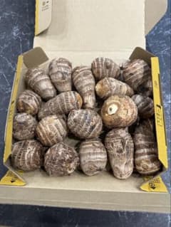 茨城県産　里芋1.2kg〜1.3キロ　洗浄済み！のサムネイル