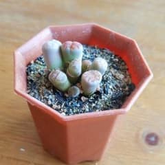 多肉植物　リトープス　花紋玉のサムネイル