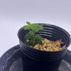 unknown AZ0517-11 熱帯植物　クライマー系　パルダリウムのサムネイル