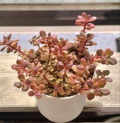 多肉植物 赤葉日高ミセバヤ 抜き苗 - メルカリ