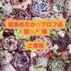 ♥留美めだか✩プロフ必読✩.*˚様ご専用♥♡韓国苗セット♡＆♡寄せ植えセット♡のサムネイル