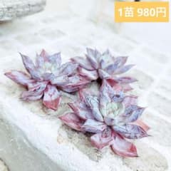 ペガサス◎多肉植物 カット苗 輸入苗 エケベリア等 ペガサス◎多肉植物 カット苗 輸入苗 エケベリア等 - メルカリ