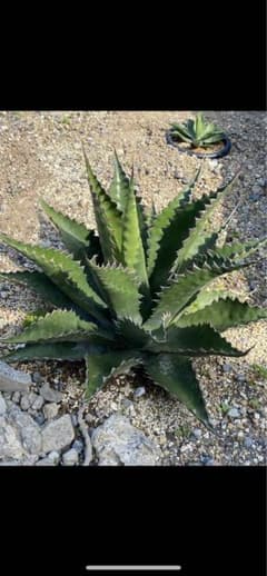 ジェントリージョーズ US株 ランナー - メルカリ