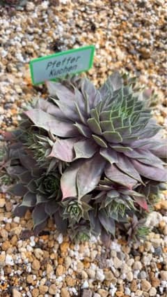 sempervivum Pfeffer Kuchen ランナー3cm苗のサムネイル