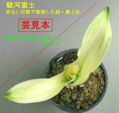 匿名取引不可!おもと「駿河富士」最上美品春芸見本保証株分子株美術株保証1本立種木のサムネイル