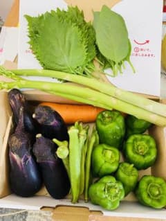 朝採れ夏野菜セットのサムネイル