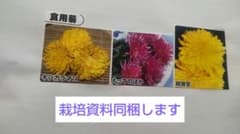 長命食、食用菊の苗3種のサムネイル