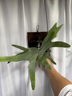 エルサのサムネイル