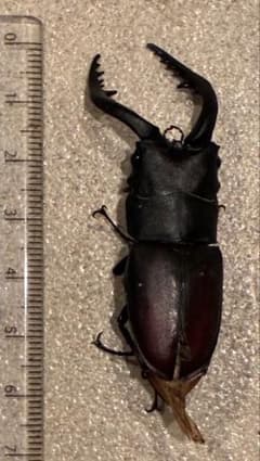 ノコギリクワガタ 標本 オス 約65mmのサムネイル