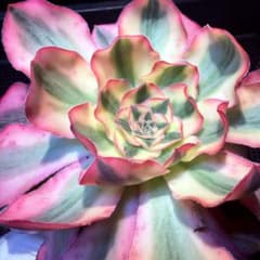 新入荷 超レア種 アエオニウム アリス錦(群生) 法師錦 観葉植物 - メルカリ