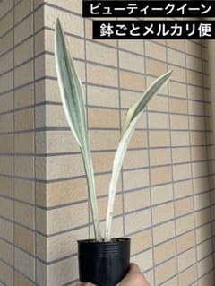 美株　希少　サンスベリアビューティークイーン　中株　レア　鉢ごとメルカリ便① m29196341606_1.jpg?1715223756