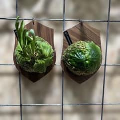 ビカクシダ リドレイ マダガスカリエンセ スポア小株セット - メルカリ