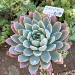 52.【札付き】セプテンバーモーン 錦玉園 多肉植物 エケベリア 52.【札付き】セプテンバーモーン 錦玉園 多肉植物 エケベリア - メルカリ