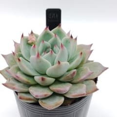 多肉植物【ヴァッションエボニー】抜き苗 50.チワワエンシス☓レッドエボニー 抜き苗 多肉植物 - メルカリ