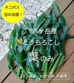 八ヶ岳産　農薬不使用　とうもろこしの葉　信州 長野　野菜のサムネイル