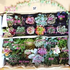 37.多肉植物エケベリア　カット苗30種類詰め合わせ　寄せ植えセットのサムネイル